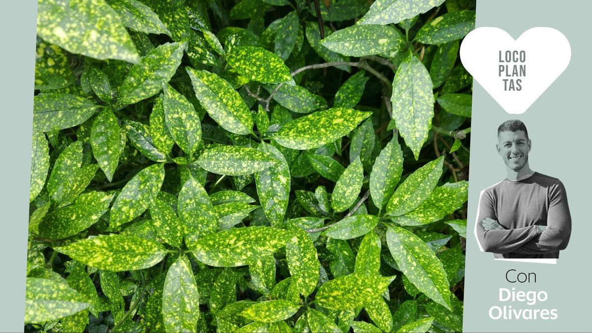 Para un patio urbano, terraza cubierta o macetas pequeñas: las plantas duras que sobreviven con poca luz y poca agua
