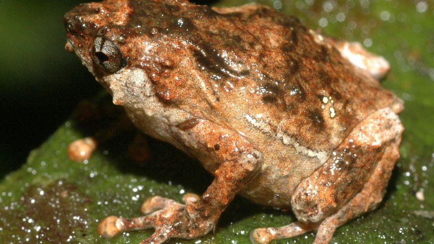 Expertas en México buscan en ranas moléculas para combatir enfermedades inflamatorias