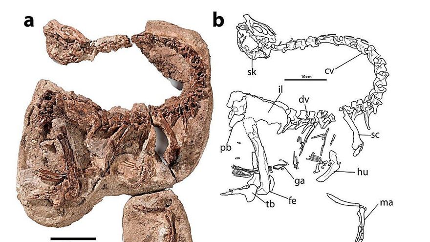 Ni dientes ni carne: el sorprendente hallazgo sobre un dinosaurio que vivió hace 66 millones de años
