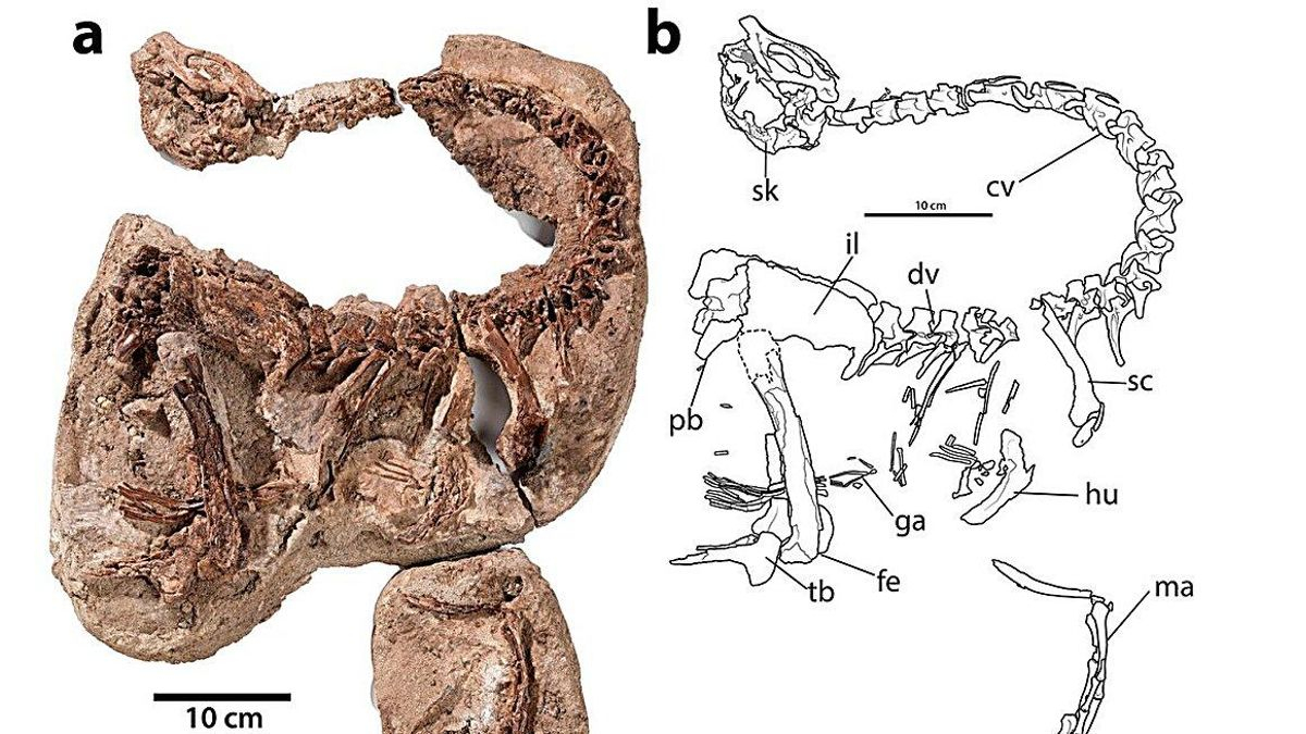 Ni dientes ni carne: el sorprendente hallazgo sobre un dinosaurio que vivió hace 66 millones de años