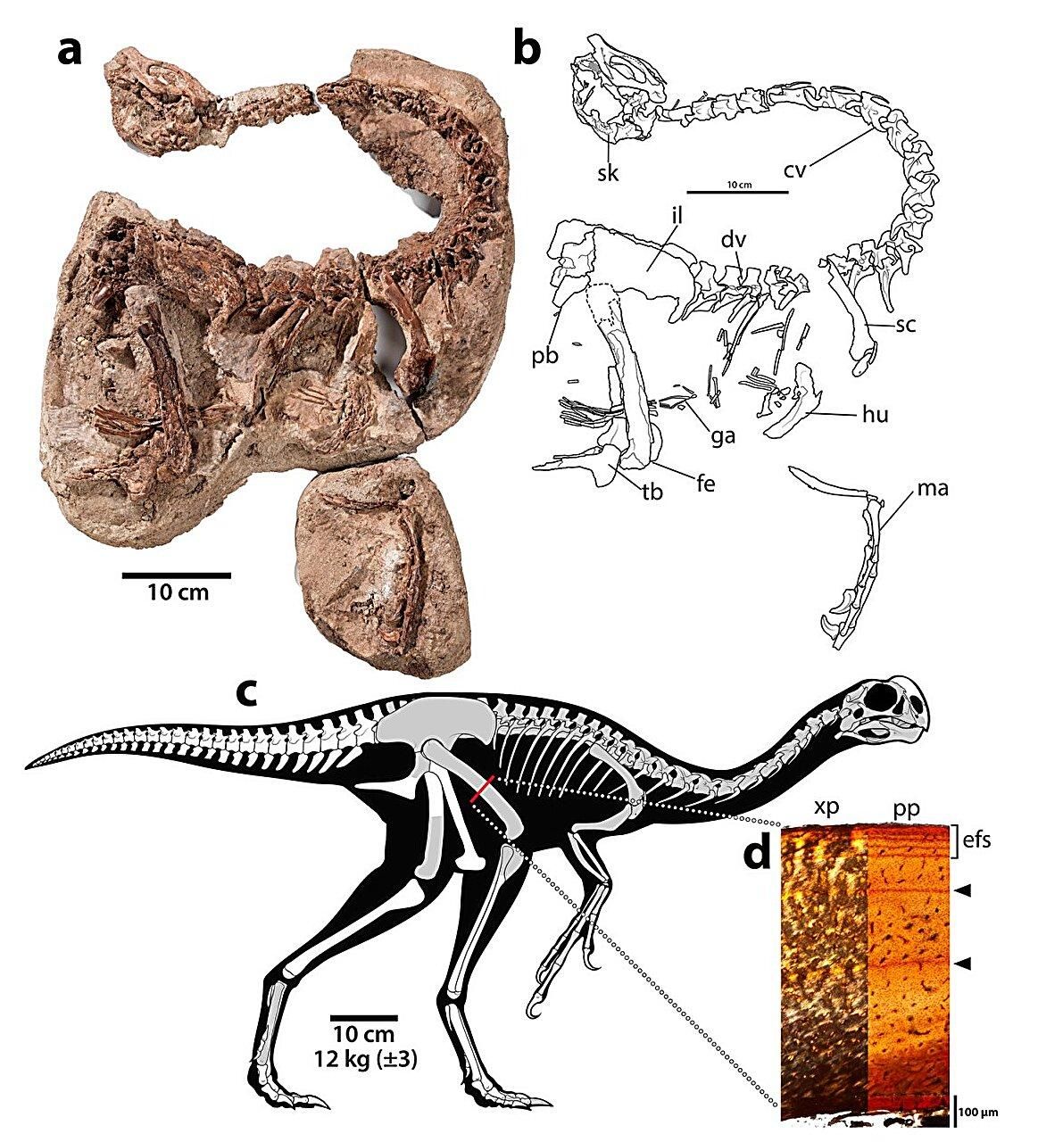 Infernogallus jamesi (VP ROM 65050)