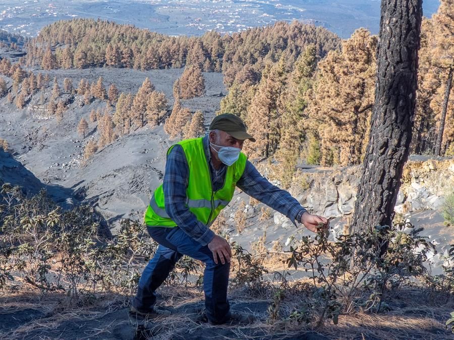 El biólogo del CSIC Manuel Nogales estudia los efectos de la erupción sobre la flora y fauna de los ecosistemas afectados por el volcán de Cumbre Vieja.