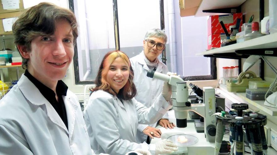 Un estudio del CONICET revela que las olas de calor reducen la fertilidad masculina