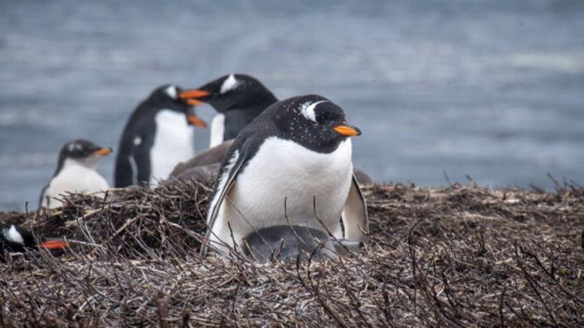 Pingüinos papúa en las islas Kerguelen