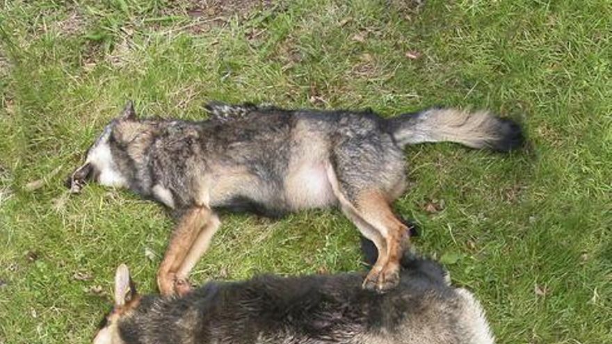 La hibridación con perros pone al lobo ibérico en peligro de extinción