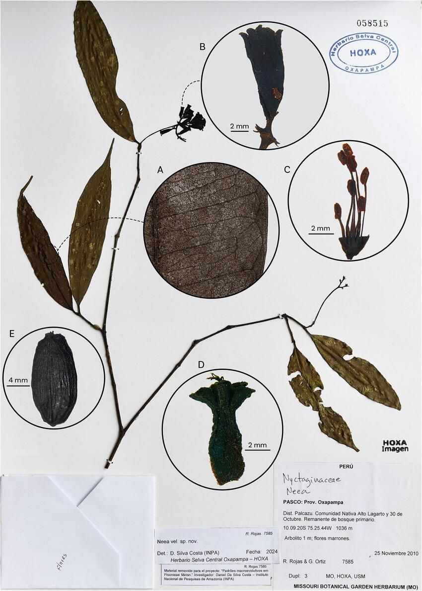 Análisis de Neea myrciifolia para el estudio