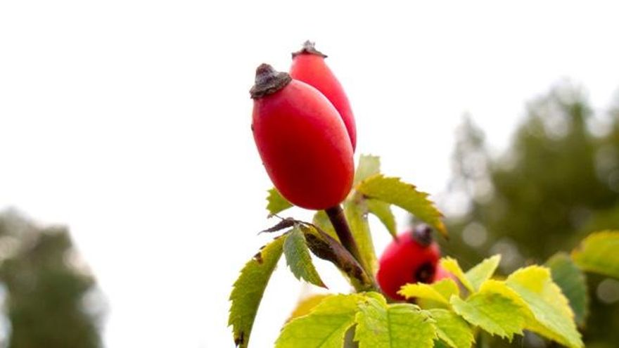 Estos son los beneficios de tomar una infusión de escaramujos en otoño