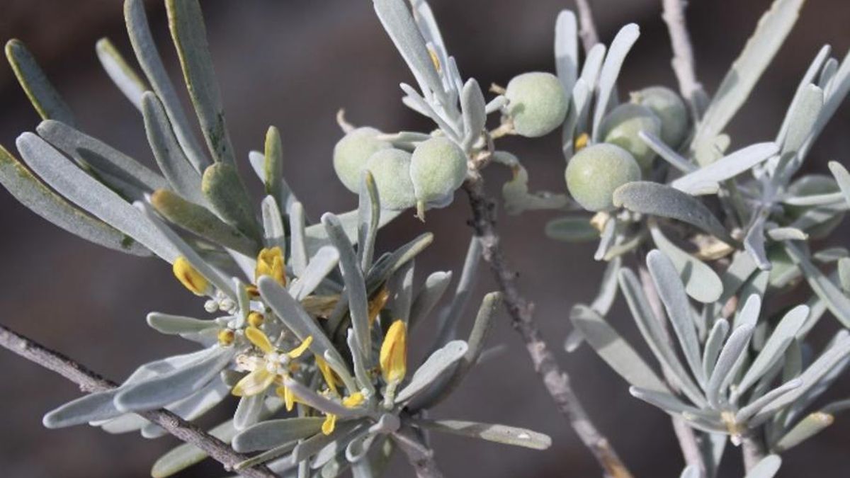 La orijama, leña buena o leña santa (Neochamaelea pulverulenta / Cneoraceae)