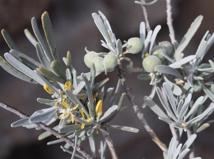 La orijama, en flor y fruto. Bancales de El Reverón (Arico, Tenerife). Foto: PLPP