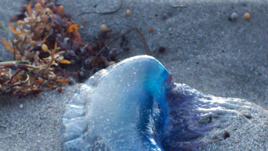 Medio centenar de atenciones en una semana por la de carabelas portuguesas a las playas de Bizkaia y de Gipuzkoa