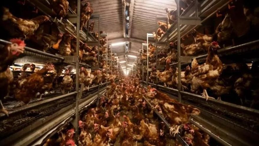 Un jutjat de Palma arxiva el cas de la “macrogranja dels horrors” mentre els veïns recorren a l’Audiència Provincial