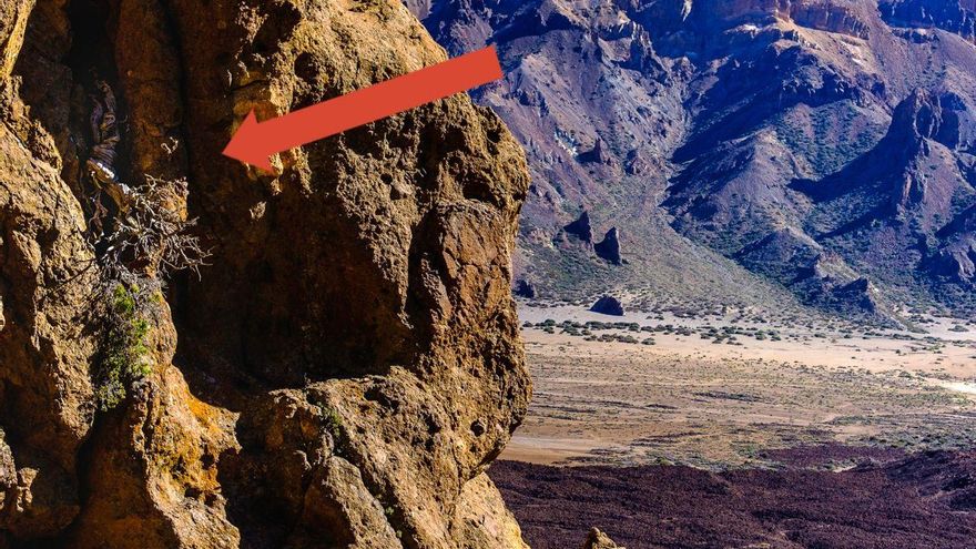 El árbol más antiguo de la Unión Europea, con más de 1.400 años, está en Tenerife