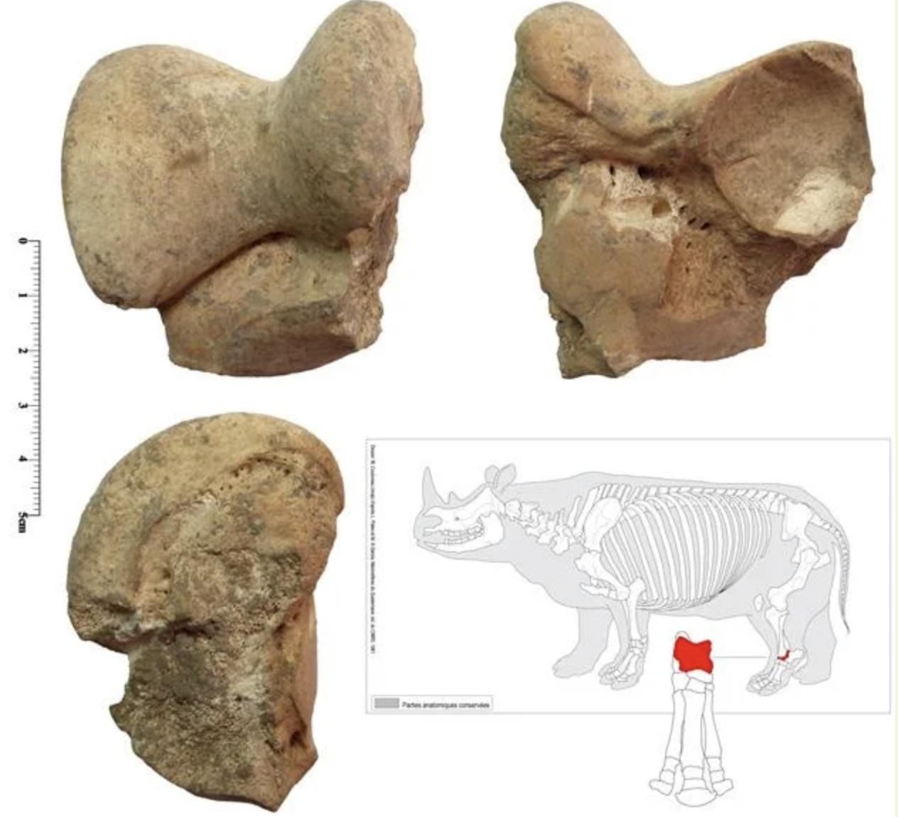 Hasta rinocerontes ocuparon parte de la cueva iraní