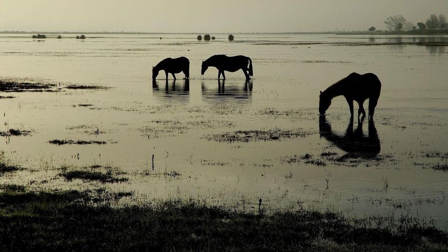Oposición masiva del Consejo de Doñana al deslinde del parque, que avala el Estado y que la Junta llevará a los tribunales