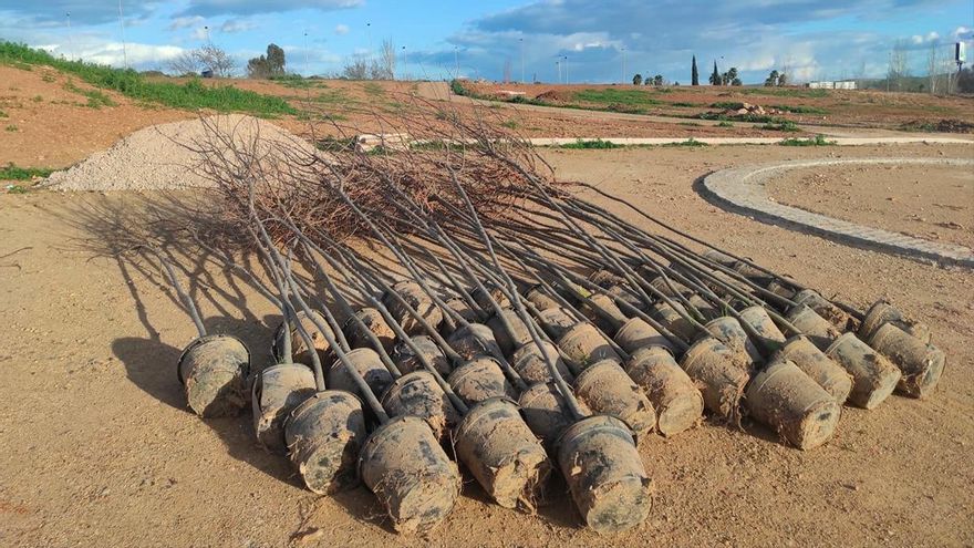 Denuncian la plantación tardía de la arboleda en la segunda fase del Parque de Levante