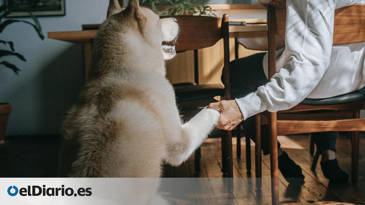 4 Formas Sorprendentes Que Tu Perro Tiene De Decirte te Quiero 4-formas-sorprendentes-que-tu-perro-tiene-de-decirte-te-quiero