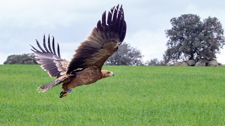 Águila imperial recuperada y liberada en El Borril (Toledo)