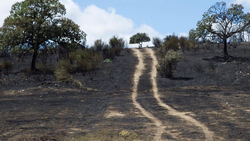 Estabilizado el incendio de Zamora, el de mayor extensión del verano