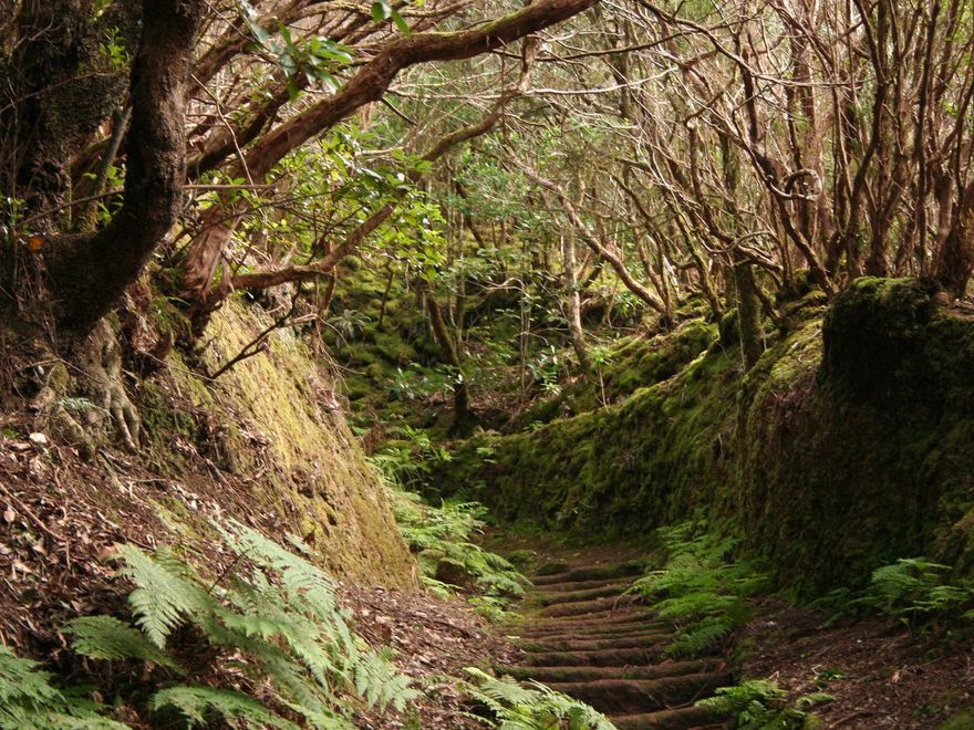 Escalera del Camino de Las Vueltas de Taganana.