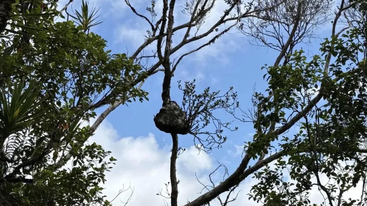 Algunas plantas han logrado resolver lo que muchas especies aún no consiguen evitar