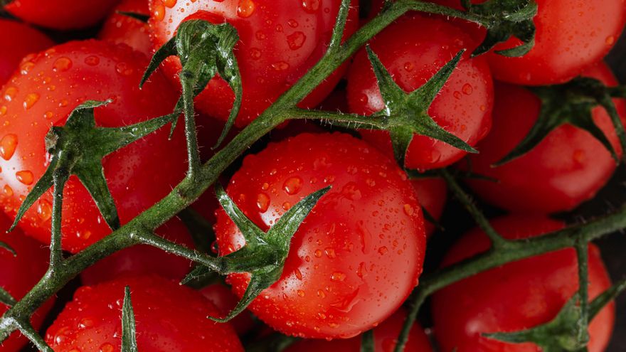No vale cualquier tomate: qué variedad queda mejor en cada plato y ayuda a potenciar su sabor