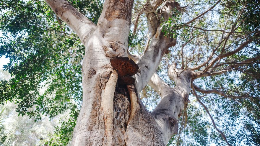 Un árbol afectado por un hongo en  Santa Cruz de Tenerife