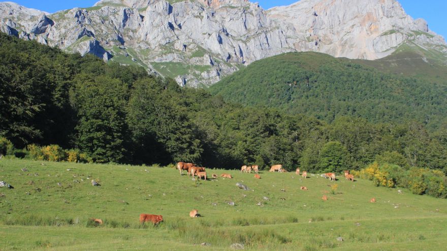 Archivo - Paisaje. Montañas, praderas, animales.