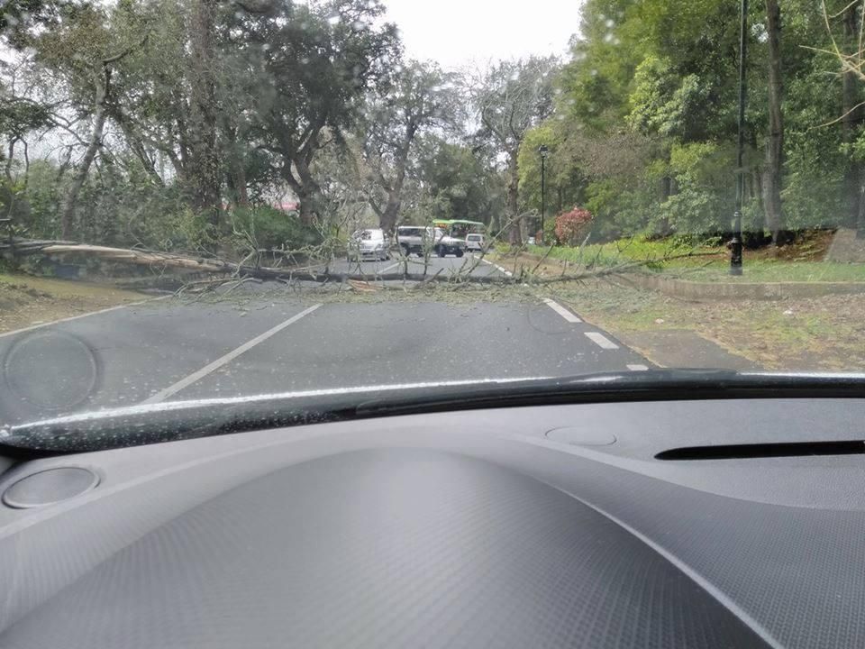 Caída de un árbol en una vía rodada del norte de Tenerife, en el municipio de Tacoronte