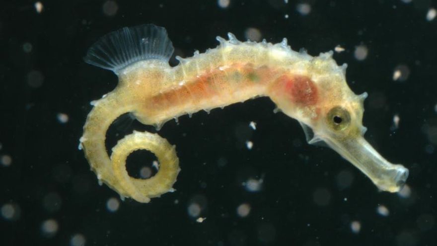 El Arca de Noé del Mar Menor: “No tiene sentido liberar ejemplares que se van a morir cada vez que haya una crisis”