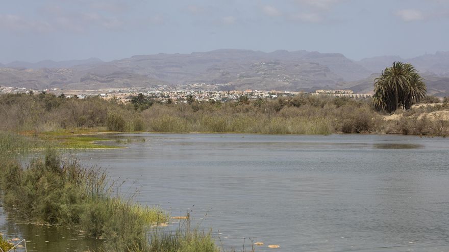 La Charca de Maspalomas recupera su esplendor con la entrada de 20.000 m3 de agua de mar y cientos de alevines
