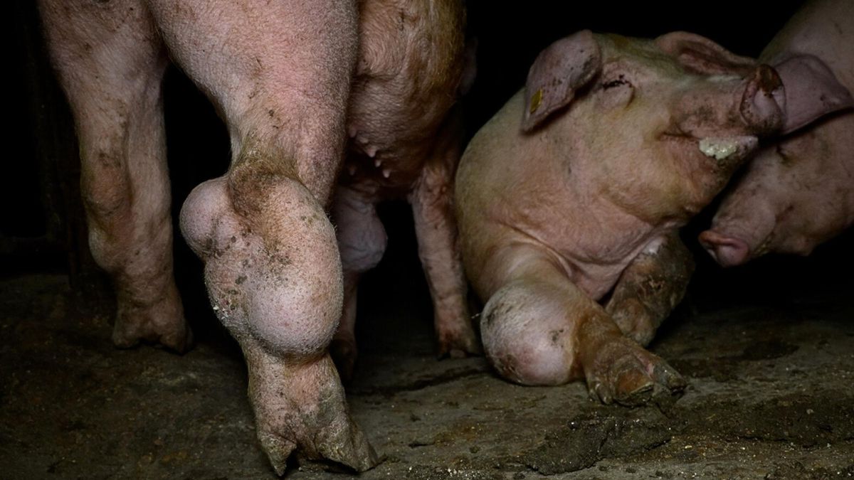 Cerdos con abcesos en la granja de Castellote (Teruel).
