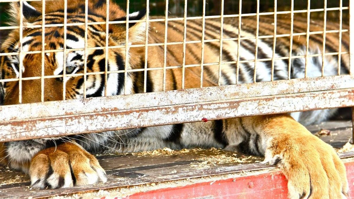 Un juez anula la prohibición de los circos con animales en Priego y permite la instalación de uno
