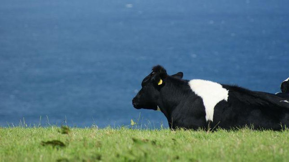 Vaca