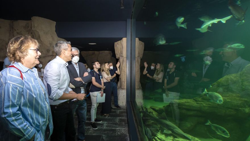 Momento de la presentación de los nuevos ejemplares de tiburón.