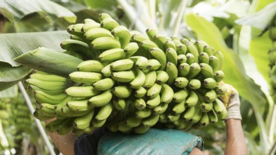 Asprocan ve una "vía de solución" el anuncio de Agricultura de vender plátanos a pérdida si en el global del año se cubren los costes de producción