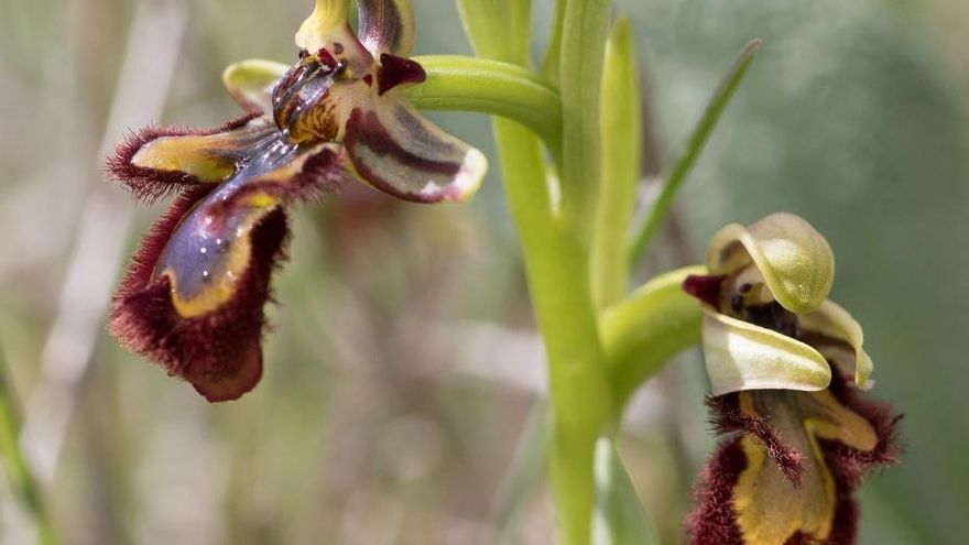Orquídea natural del 'Cerro de las cocinillas' en Valdepeñas