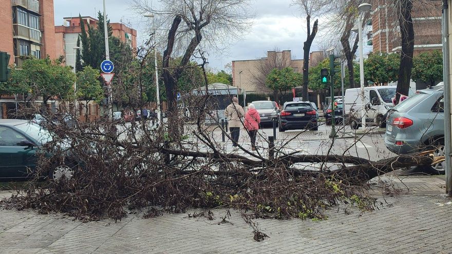 Árbol caído tras el paso de Kristin