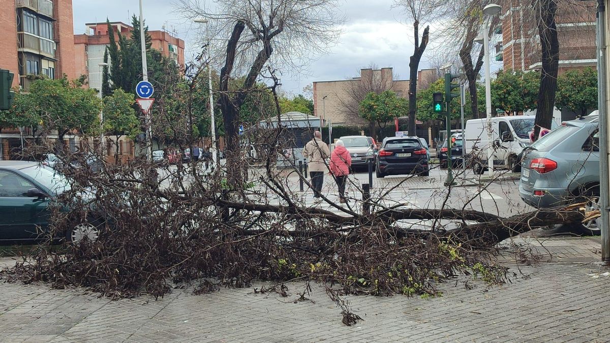 Árbol caído tras el paso de Kristin