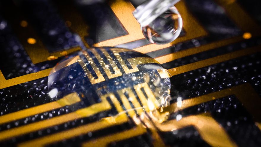 Logran cultivar electrodos 'blandos' en animales vivos: "Ahora la biología crea la electrónica por nosotros"