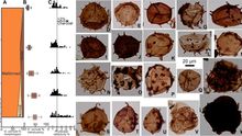 Muestras de esporas tomadas en un lago de Groenlandia. Las más oscuras muestran los efectos dañinos de los rayos ultravioletas en el ADN.