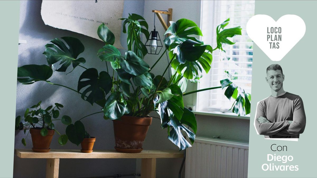 Los cinco errores más comunes que cometemos al cuidar nuestras plantas cuando hace calor