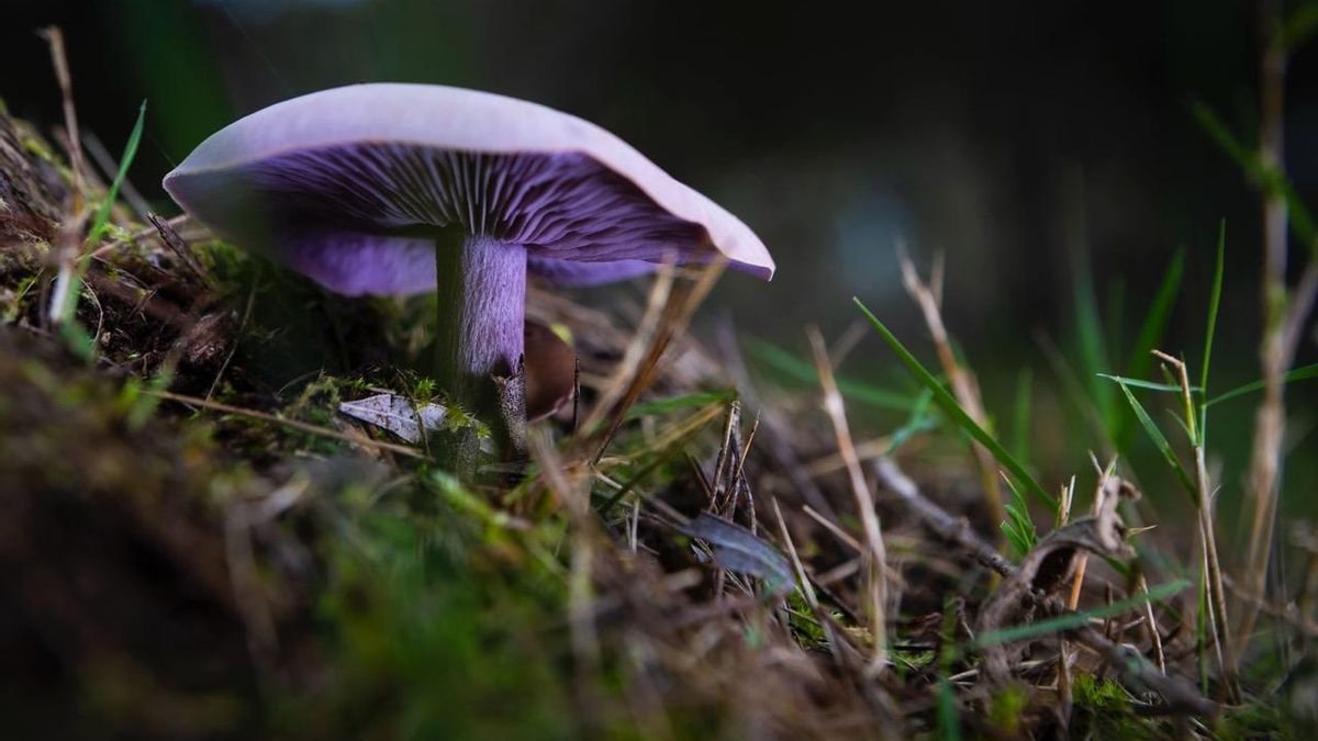 La ‘Lepista sordida’, conocida popularmente como ‘blava’ impresiona por sus tonalidades azuladas y se puede comer.
