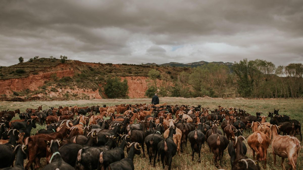El queso camerano se elabora con las cabras de las razas Serrana, Murciana–Granadina, Malagueña, Alpina y sus cruces