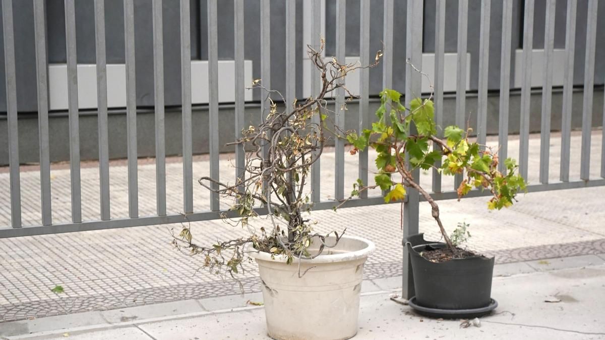 El Ayuntamiento de Logroño prepara una isla climática para la Plaza de los Cuentos