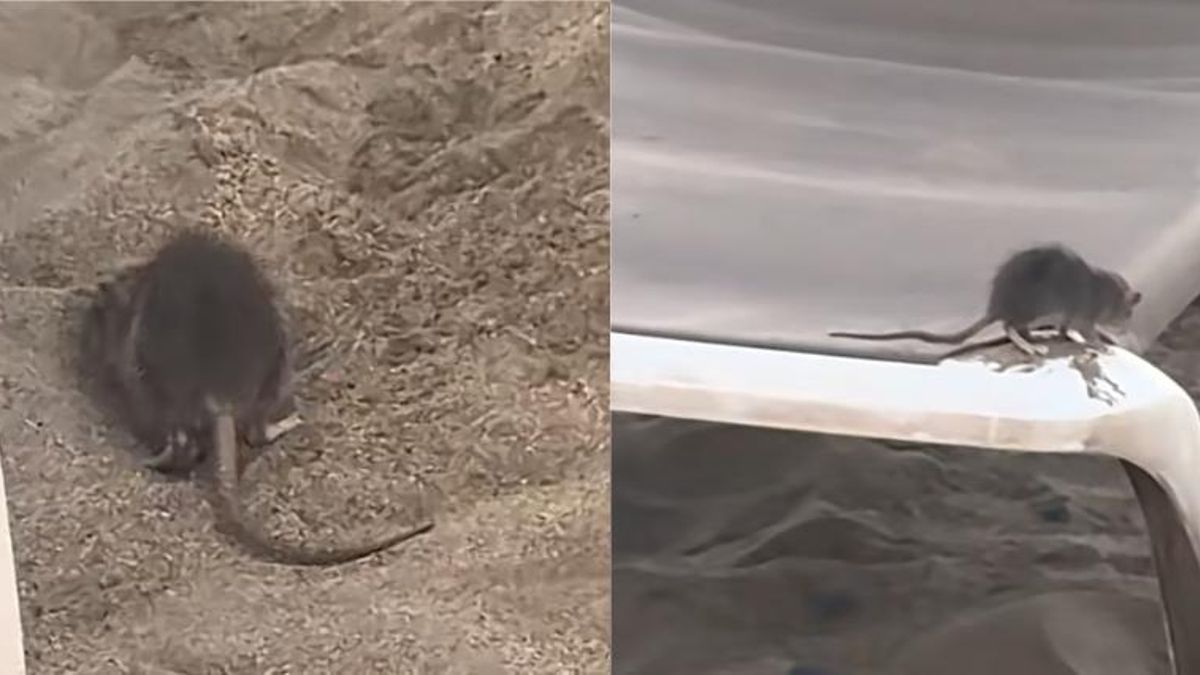 San Bartolomé de Tirajana descarta una plaga tras la presencia de ratas en las playas del sur de Gran Canaria
