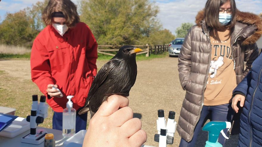Estornino negro en las Lagunas de Villafranca de los Caballeros (Toledo)