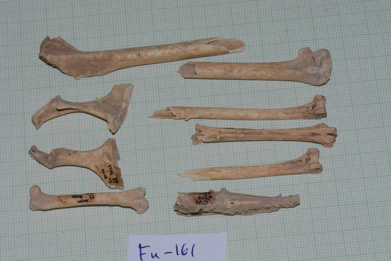 Restos de pardelas localizadas en el yacimiento Cueva de Villaverde, en Fuerteventura.