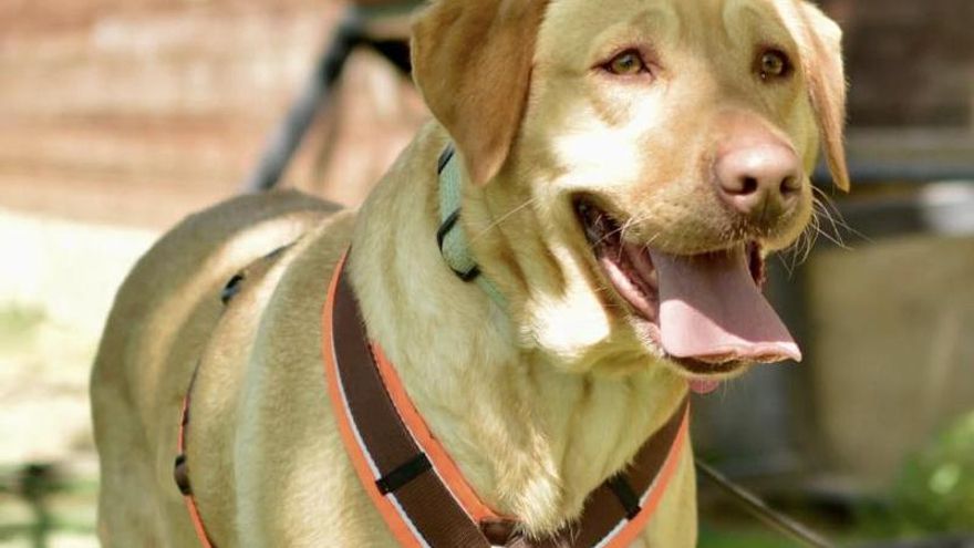 Abby, la perrita utilizada para criar hasta que fue “rentable” y que ahora busca una familia que la cuide