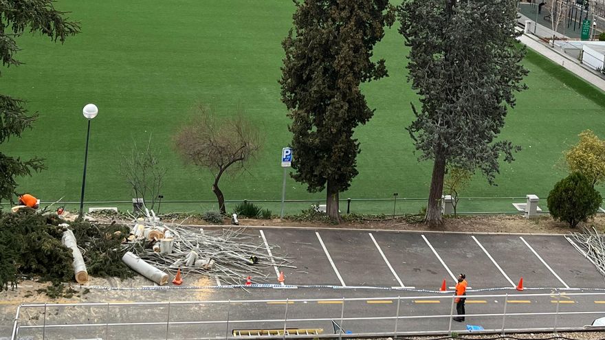 El Canal de Isabel II tala nueve cipreses y un álamo de gran porte en su recinto de Chamberí por "riesgo de caída"