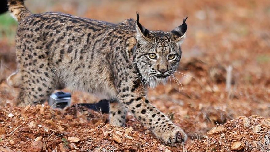 Lince ibérico liberado en el Parque natural del Valle del Guadiana, en Portugal.